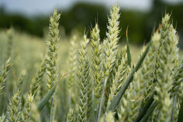 grüne, unreife Weizenähren