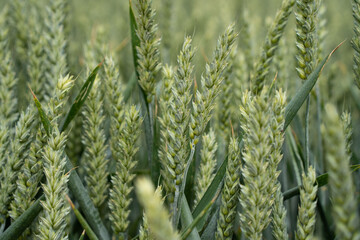 gr&uuml;ne Weizen&auml;hren