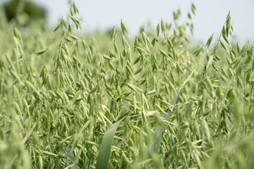Haferfeld mit grünen Rispen