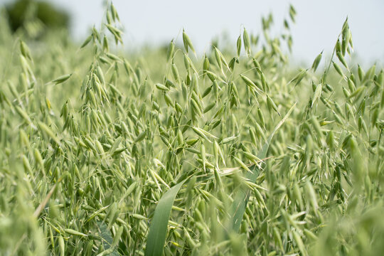 Haferfeld mit gr&uuml;nen Rispen