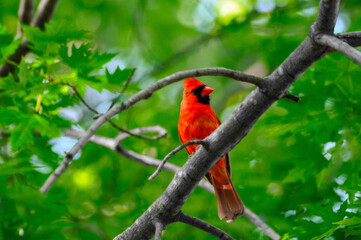 A Bright Red Cardinal Perched In A Tree In Spring