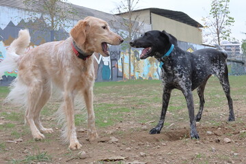 german shorthaired pointer and setter retriever mix playing
