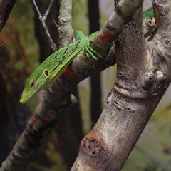 The emerald green tree monitor lizard (Varanus prasinus)