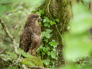 Wild Common buzzard in tree. Buteo buteo.