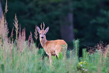 deer in the forest