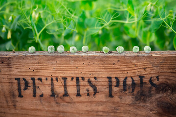 fresh peas lined up in a row on a vintage wooden box marked « petits pois »