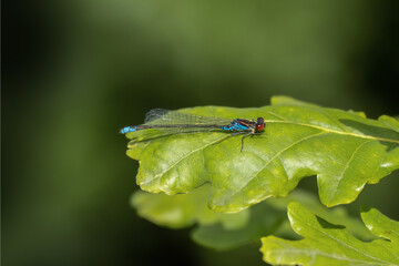 Red-eyed damselfly male sitting on a leaf. Side view, closeup, UK. Erythromma najas.