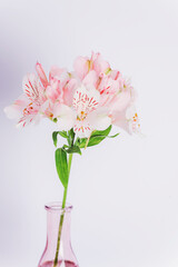 Vase with alstroemeria pink flowers against white wall. Closeup