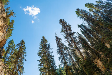 Pine trees in Johnston Canyon, Banff national park, Alberta, Canada.
