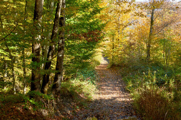 Landscape in the forest. Path in the forest. Hiking.