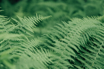 Wild Green Ferns