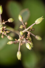 Flower buds, flower buds ready to be born in a garden in Brazil, selective focus.