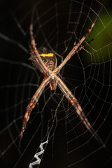 Silver spider, small silver spider seen in detail from below, selective focus.