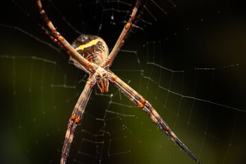 Silver spider, small silver spider seen in detail from below, selective focus.