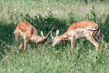 A pair of Impala rams  fight for territorial dominance in the Serengeti of Tanzania