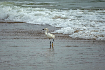 bird at a beach at Anastasia island in Florida