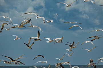birds at a beach at Anastasia island in Florida