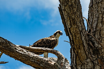 bird of pray in Florida