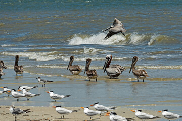 birds at a beach at Anastasia island in Florida
