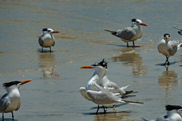 birds at a beach at Anastasia island in Florida