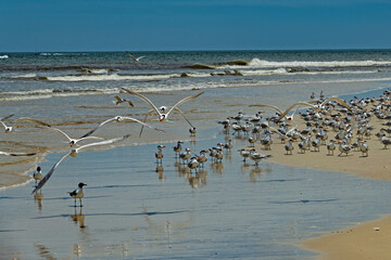 birds at a beach at Anastasia island in Florida