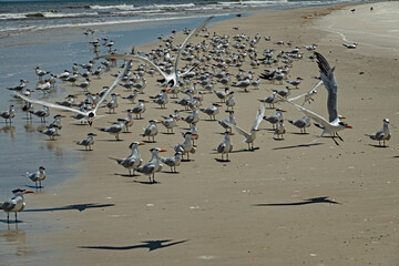 birds at a beach at Anastasia island in Florida