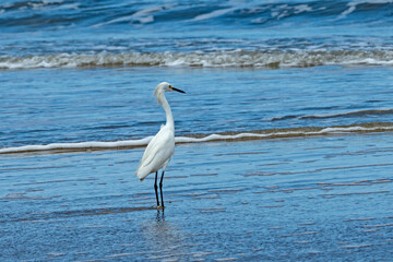 bird at a beach at Anastasia island in Florida