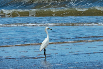 bird at a beach at Anastasia island in Florida