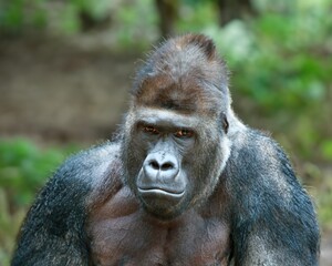 A majestic male gorilla in its natural . portrait of a large black gorilla.