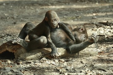 A female gorilla with her young in their natural habitat.