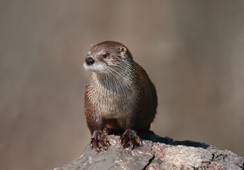 A wild otter on a rock by the river.
