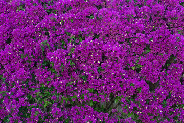 Wall completely covered by a purple bouganvillea in full bloom. Bouganvillea background.