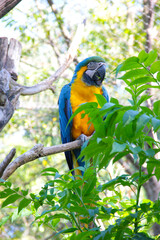 Blue and yellow macaw perched on tree