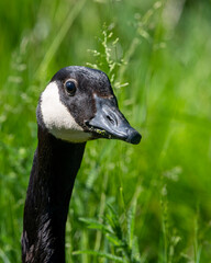 portrait of a goose