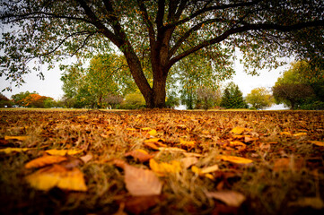 autumn in the park