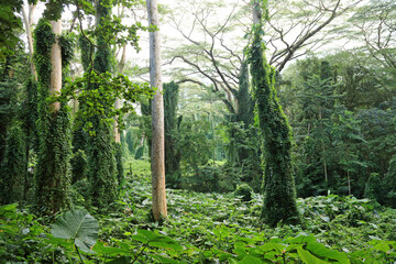 The hike to Manoa Falls, Oahu, Hawaii