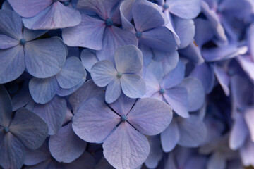 飛鳥山公園の紫陽花の花