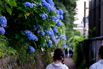 飛鳥山公園の紫陽花の花