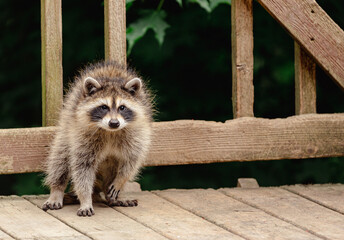 Baby raccoon on rustic wooden deck.