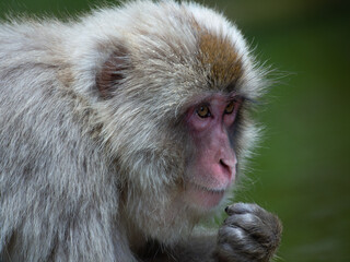 Macaque Japonais dans une source thermale
