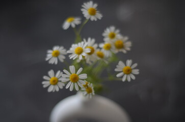 daisies in a vase © Muharrem