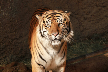 Sumatran tiger in the Los Angeles Zoo