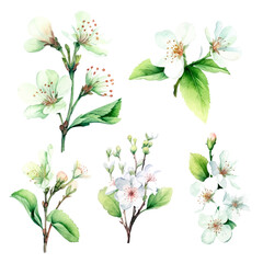 green cherry blossom flowers set