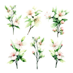 Obraz premium green cherry blossom flowers set