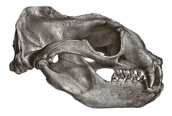 Skull of Steller sea lion eumetopias jubatus in side view