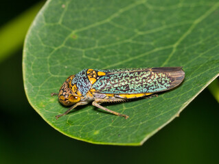 Broad-Headed Sharpshooter Oncometopia orbona on leaf nature Springtime pest control.