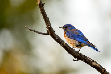 Close-up of male Western bluebirds (Sialia mexicana). 