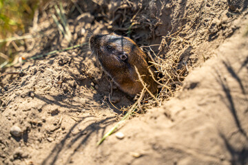 Valley Pocket Gopher (Thomomys bottae) emerging from the burrow. 