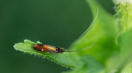 a moth Nemophora raddaella sitting on a leaf  Dipsacus