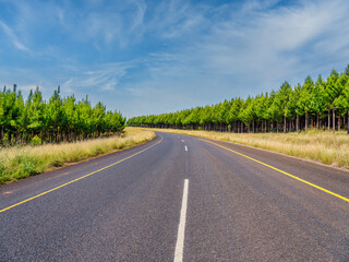 Fototapeta na wymiar Winding road through lush trees forest with blue sky, Panorama Route, Graskop, Mpumalanga, South Africa